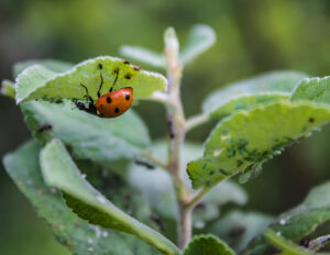 Bug-Off-Naturally