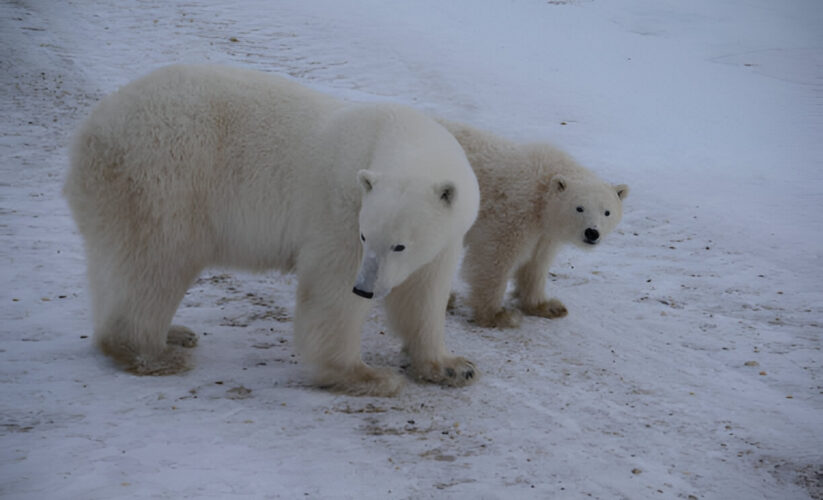 Saving a Species, One Polar Bear at a Time