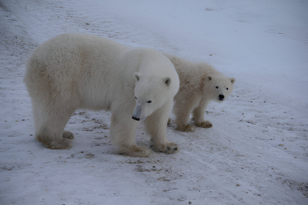 Saving a Species, One Polar Bear at a Time