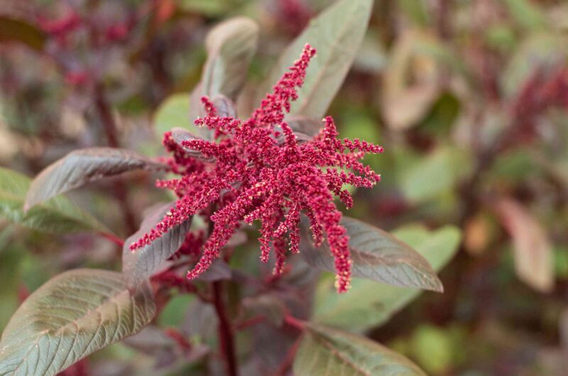 Amaranth Clusters