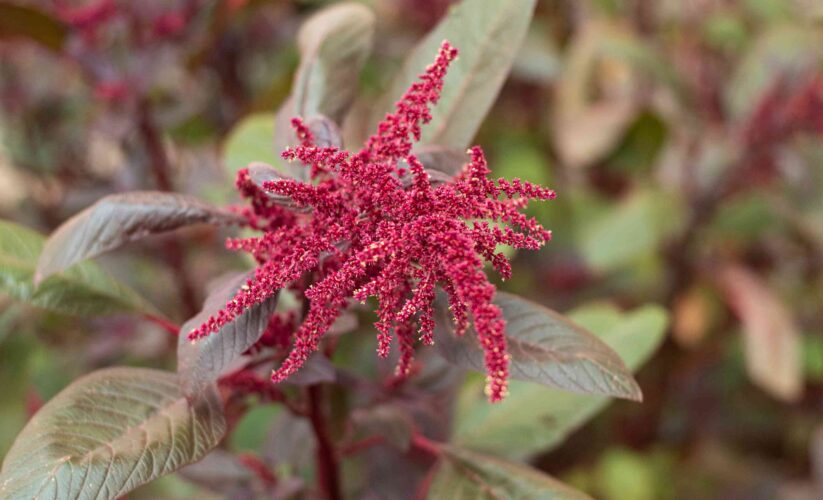 Amaranth Clusters – Whole Living Eat Well