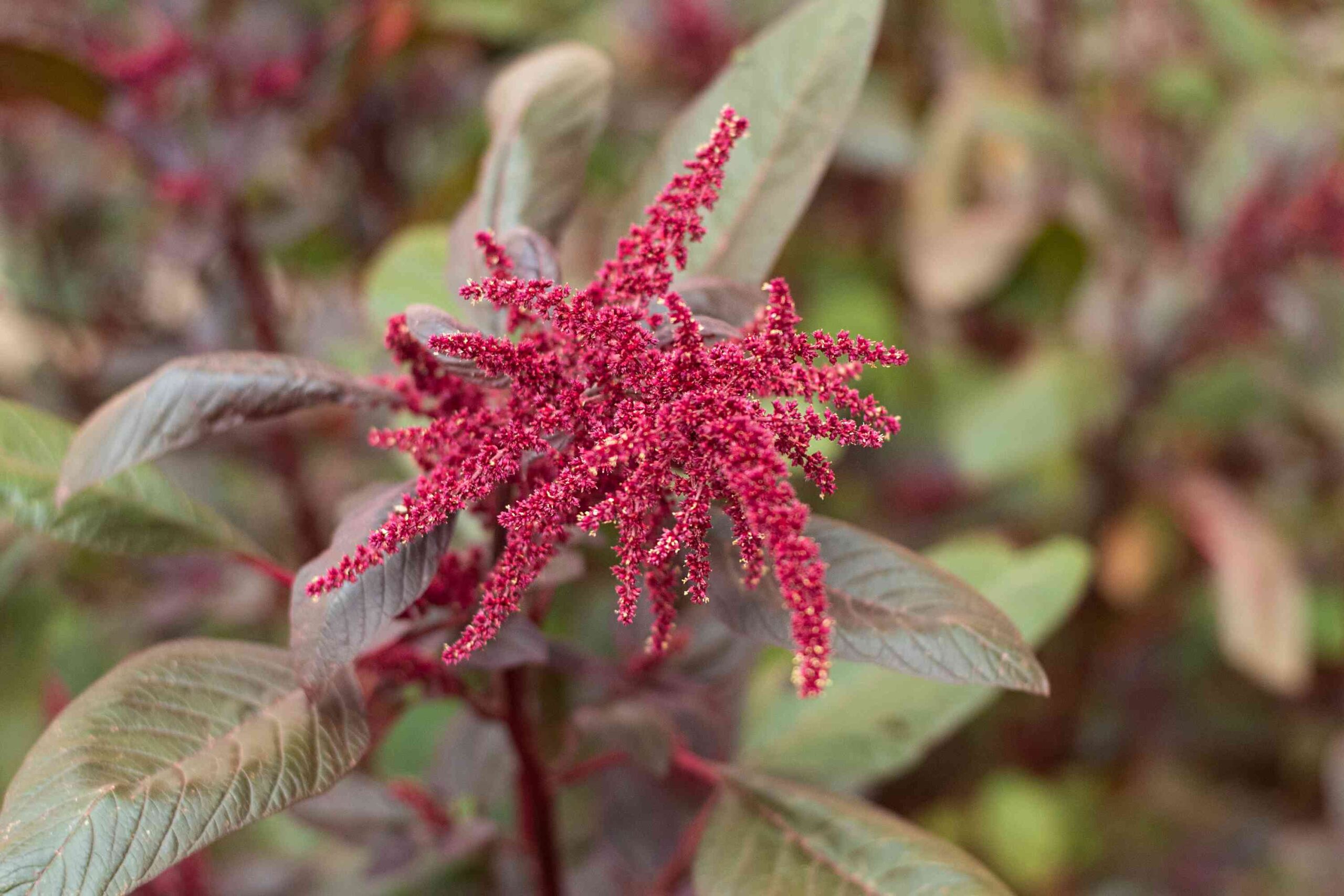 Amaranth Clusters – Whole Living Eat Well