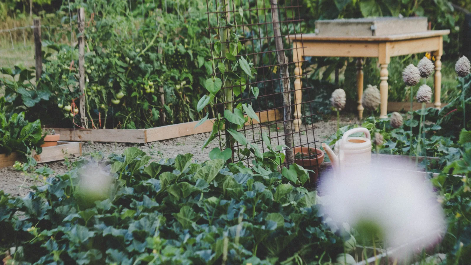 How to Grow an Edible Garden